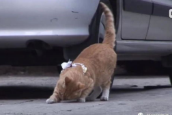 小姐姐带猫坐网约车图片,小姐姐带猫出行温馨瞬间